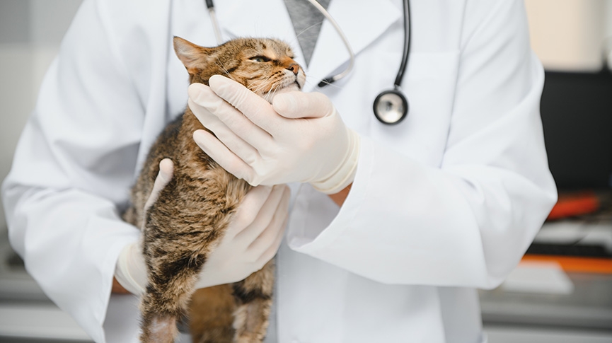 貓愛滋病會傳染嗎-貓免疫缺陷疾病症狀-5類貓咪要做FIV測試